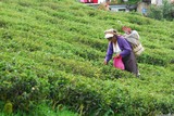Darjeeling. Trhačky čajových lístků.