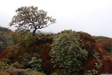 To už jsme obešli Dzongri a začínáme klesat k vísce Tsokha. Rododendronová zahrádka.